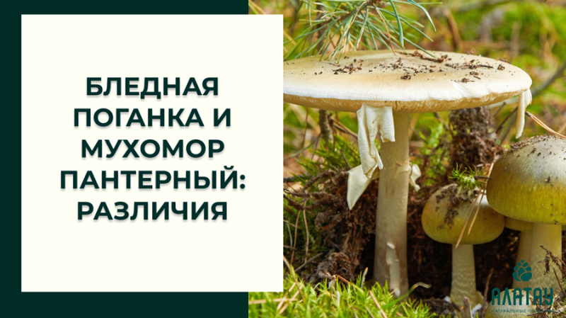 Бледная поганка и мухомор пантерный: различия